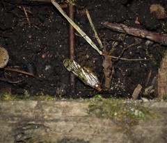 Panorpa submaculosa