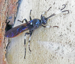 Ichneumon devinctor