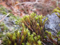Orthotrichum papillosum
