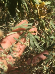 Artemisia absinthium