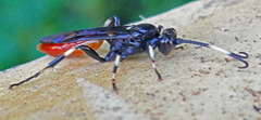 Ichneumon devinctor