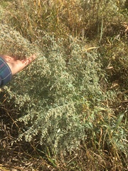 Artemisia absinthium