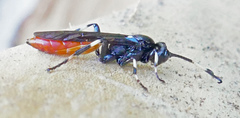 Ichneumon devinctor