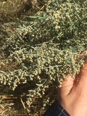 Artemisia absinthium