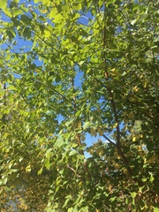Betula papyrifera
