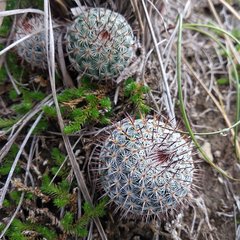 Mammillaria haageana haageana