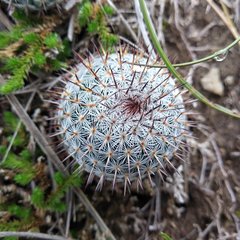 Mammillaria haageana haageana