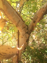 Betula papyrifera