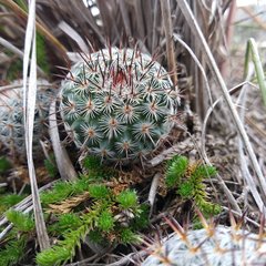 Mammillaria haageana haageana
