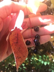 Prunus virginiana