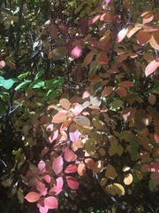 Prunus virginiana