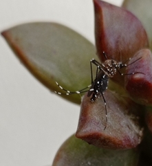 Stegomyia