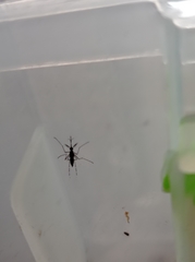 Stegomyia