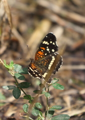 Anthanassa texana seminole