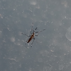 Stegomyia