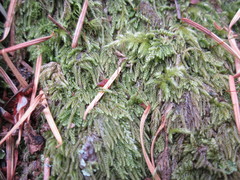 Stereodon subimponens