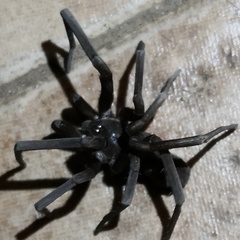 Kukulcania hibernalis