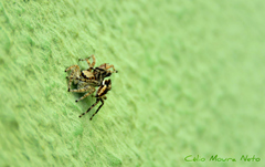 Menemerus bivittatus