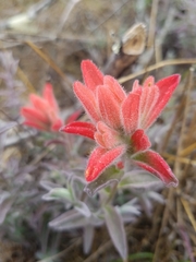 Castilleja affinis contentiosa