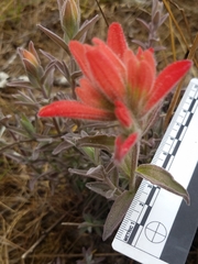 Castilleja affinis contentiosa