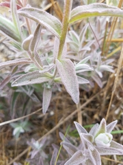 Castilleja affinis contentiosa