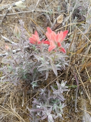 Castilleja affinis contentiosa