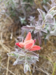 Castilleja affinis contentiosa