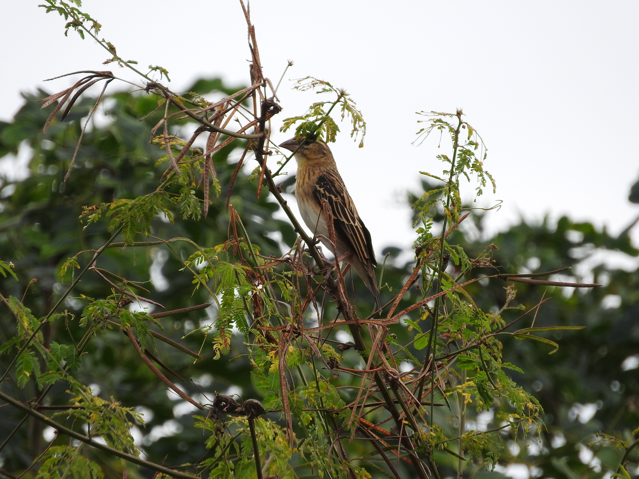 Golden-backed Bishop (Euplectes aureus), photo 1