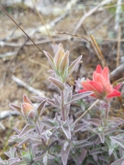 Castilleja affinis contentiosa
