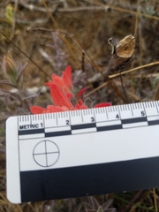 Castilleja affinis contentiosa