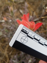 Castilleja affinis contentiosa