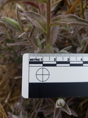 Castilleja affinis contentiosa