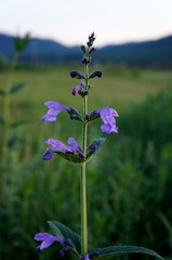 Nepeta sibirica