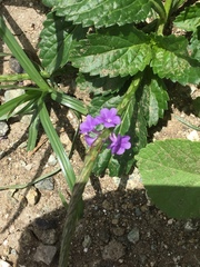 Stachytarpheta jamaicensis