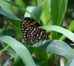 Chlosyne definita