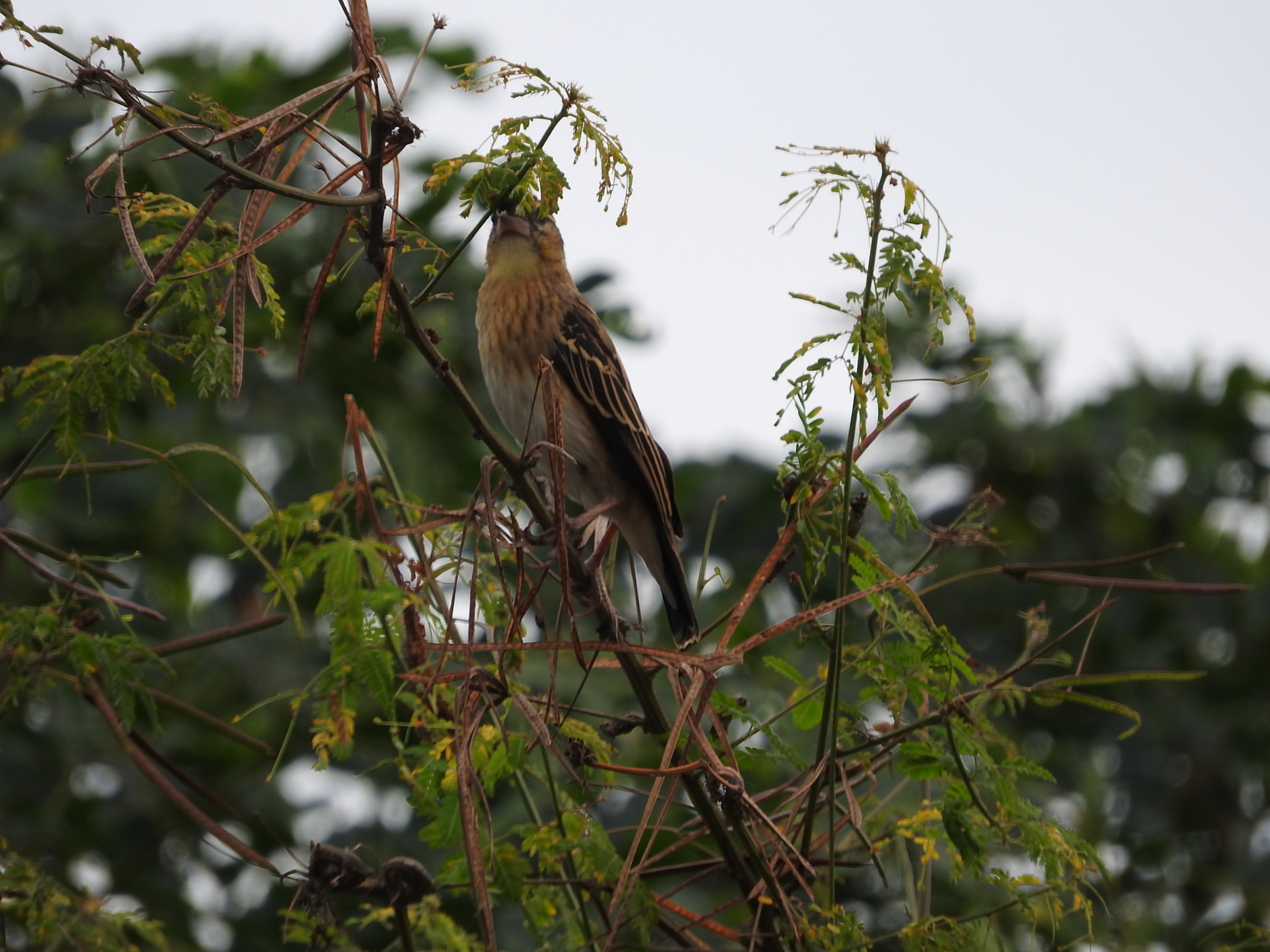 Golden-backed Bishop (Euplectes aureus), photo 2