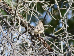 Chondestes grammacus