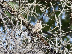 Chondestes grammacus
