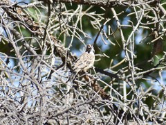 Chondestes grammacus