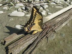 Heraclides anchicayaensis