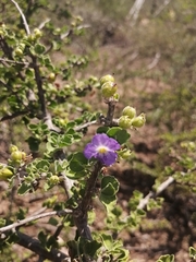 Citharexylum flabellifolium