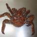 King Crabs - Photo (c) Craford, some rights reserved (CC BY-SA)