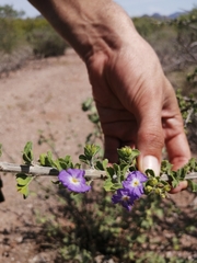 Citharexylum flabellifolium