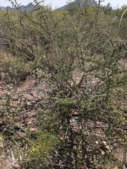 Citharexylum flabellifolium