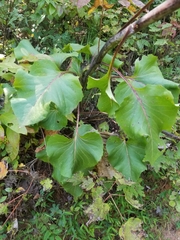 Silphium compositum reniforme