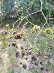 Silphium compositum reniforme