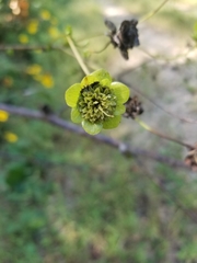 Silphium compositum reniforme