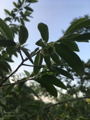 Neopringlea