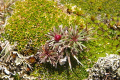 Armeria curvifolia