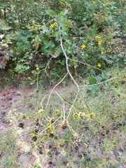 Silphium compositum reniforme